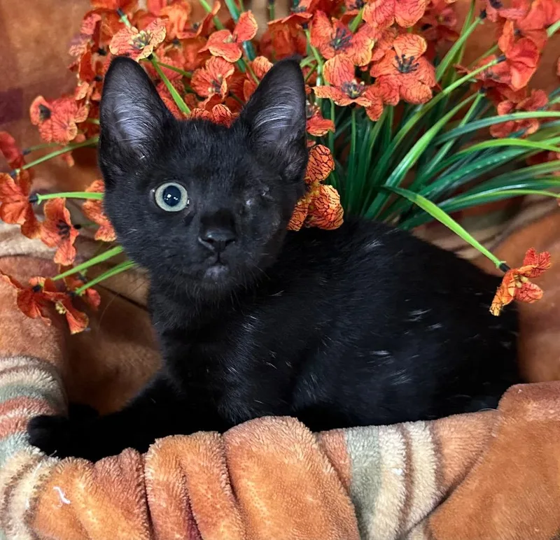 A baby small-sized male Domestic Short Hair cat named Pepper for adoption in Stillwater, OK