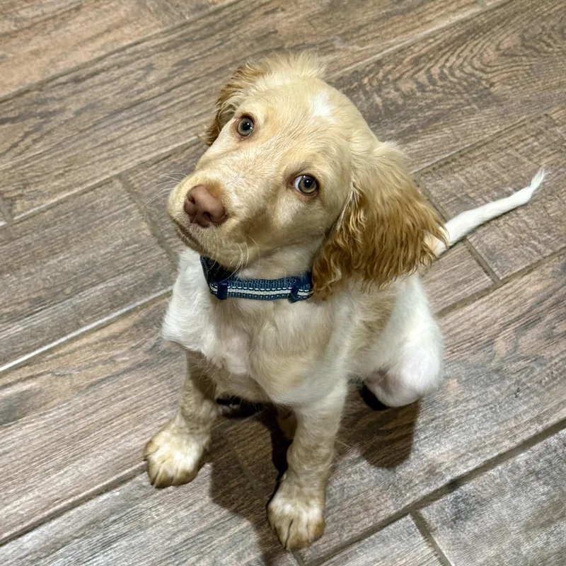 Louie