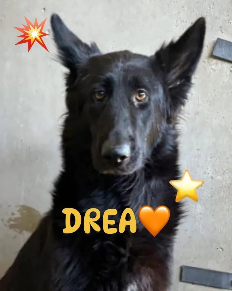 Drea thumbnail 3