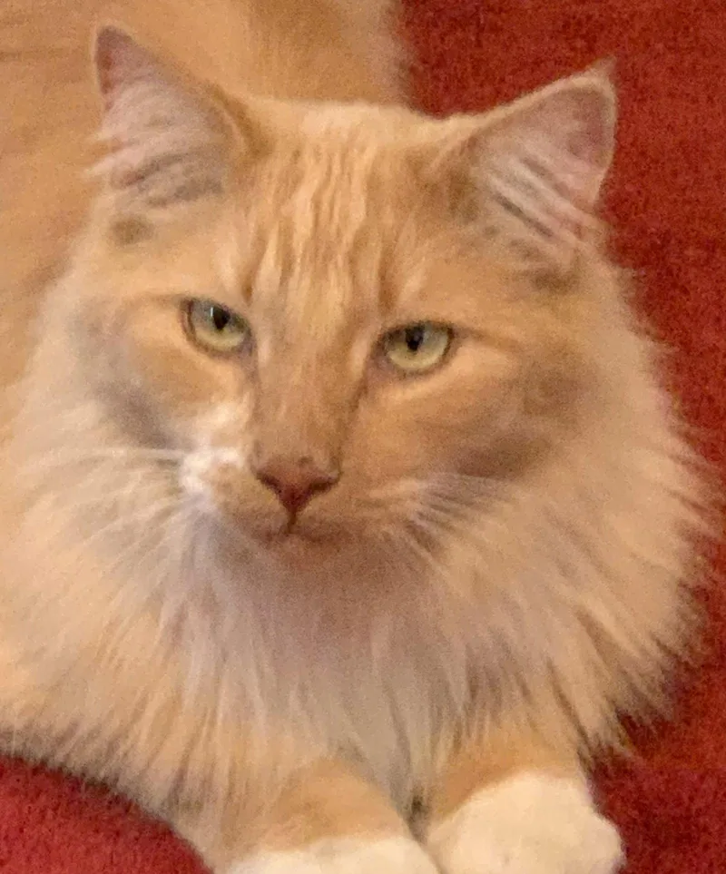 Mango