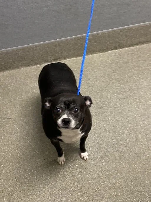 An adult medium-sized female Chihuahua dog named Lonnie for adoption in Las Vegas, NV