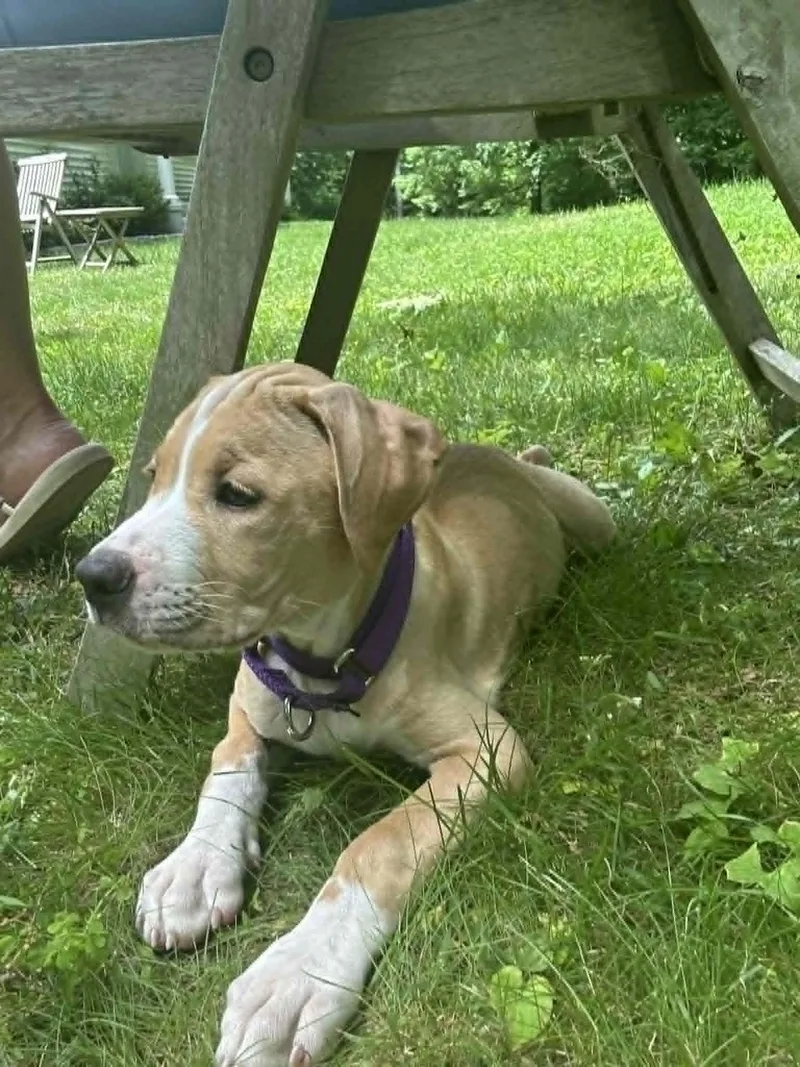A baby medium-sized male Apricot / Beige Labrador Retriever dog named Finch for adoption in Chatham, NJ