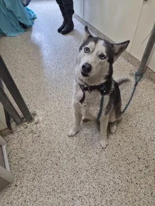 An adult medium-sized female Siberian Husky dog named Zara for adoption in Clarks Summit, PA
