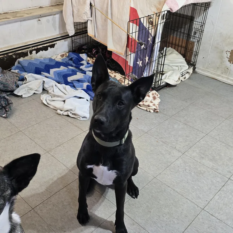 A young medium-sized female Black Shepherd dog named Onyx for adoption in Nyack, NY