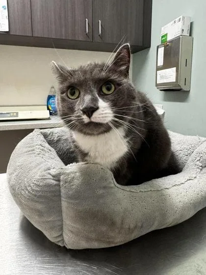 An adult large-sized male Gray / Blue / Silver Domestic Short Hair cat named Audio for adoption in Annapolis, MD