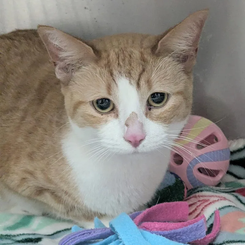 An adult medium-sized female Orange / Red Domestic Short Hair cat named Miso for adoption in Jupiter, FL