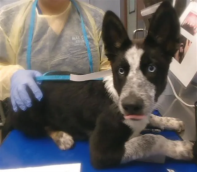 A baby large-sized male Australian Cattle Dog / Blue Heeler dog named Ranger for adoption in Phoenix, AZ