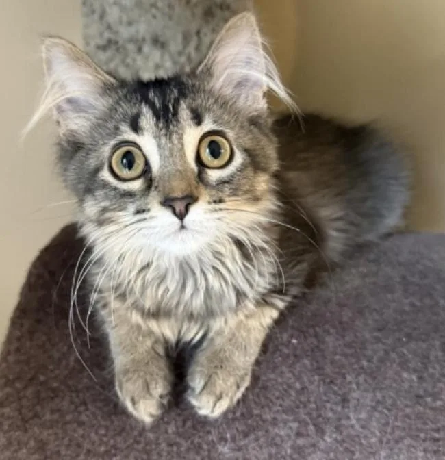 A baby small-sized female Domestic Medium Hair cat named Beatrice for adoption in Kenosha, WI