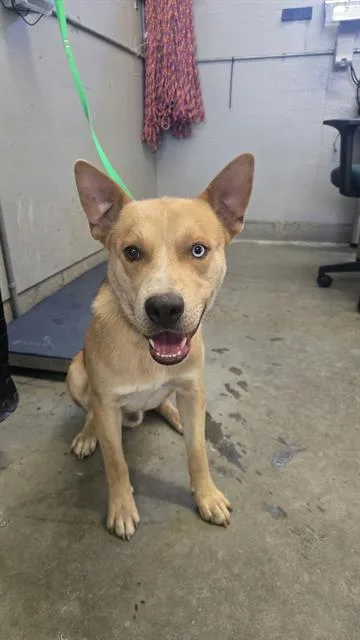 A young large-sized male Siberian Husky dog named Tomsk for adoption in Camarillo, CA