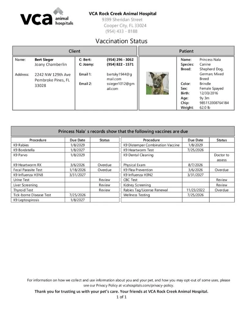 A senior medium-sized female Dutch Shepherd dog named Princess Nal for adoption in St. Augustine, FL
