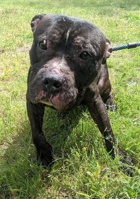 A young large-sized male Mixed Breed dog named Moe for adoption in Dallas, TX