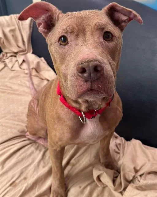 An adult large-sized female Mixed Breed dog named Athena for adoption in Palmetto, FL