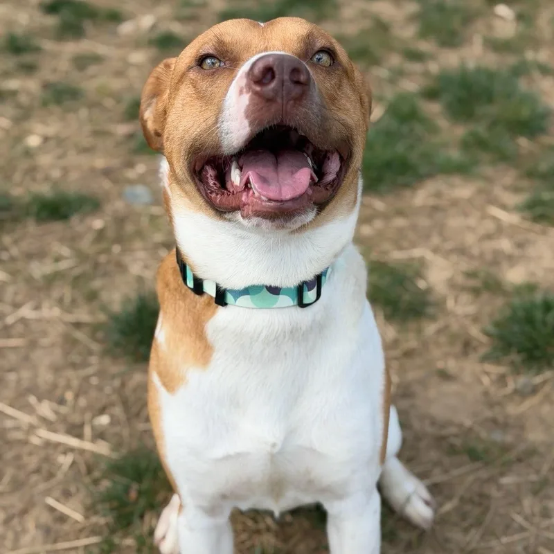 An adult medium-sized male Red / Chestnut / Orange Hound dog named Denver for adoption in Manassas, VA