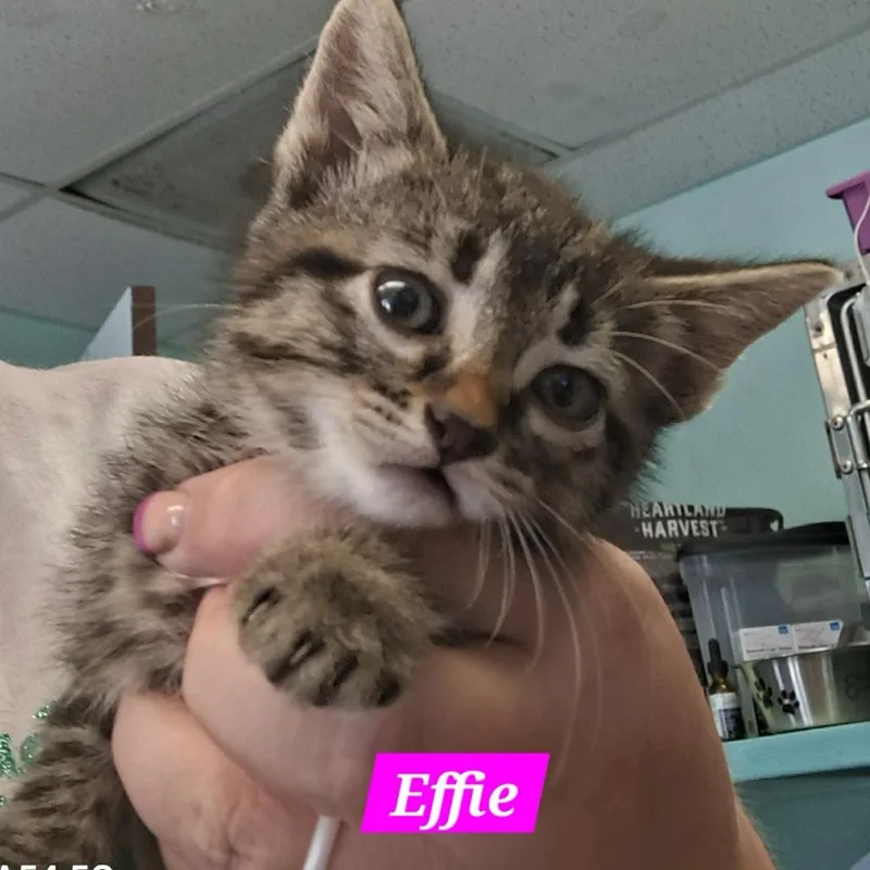 A baby small-sized female Black Domestic Short Hair cat named Effie for adoption in Madill, OK
