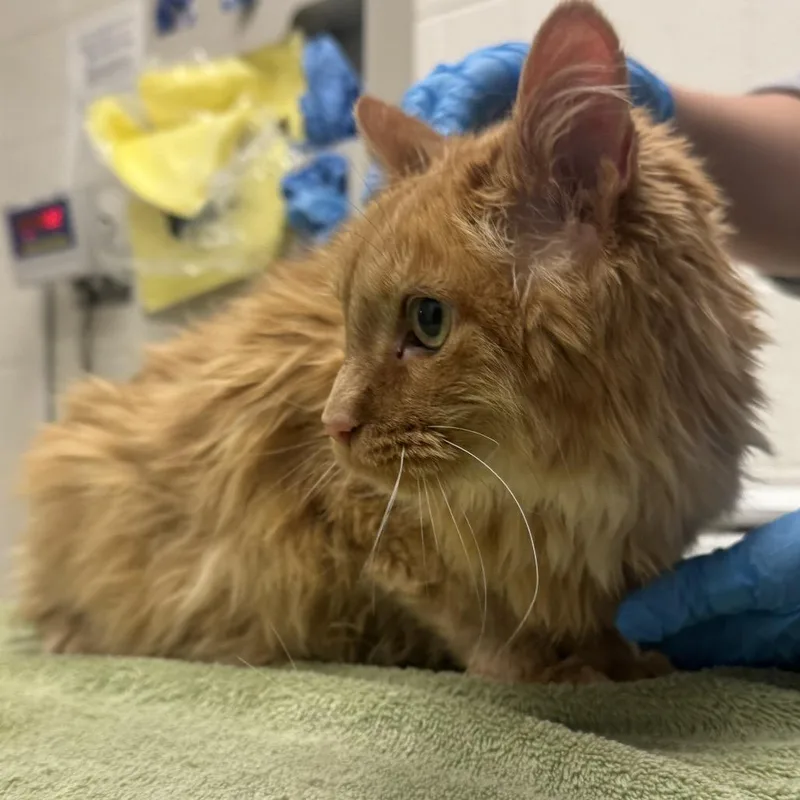 A senior large-sized male Orange / Red Domestic Medium Hair cat named Mr. Whiskers for adoption in Murray, UT