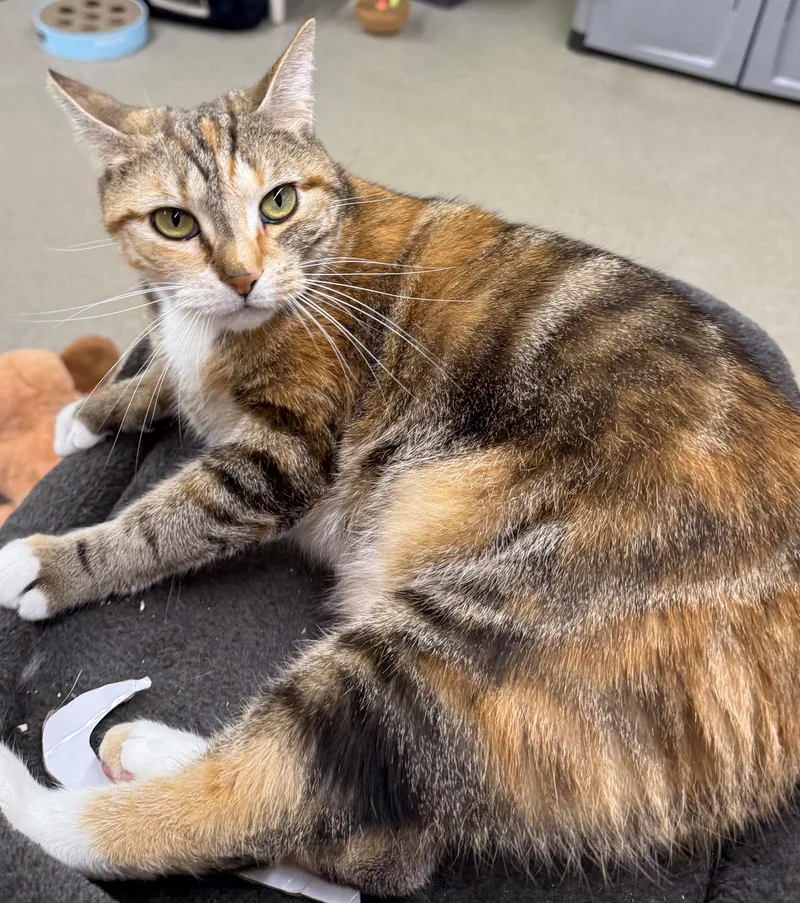 An adult medium-sized female Torbie Torbie cat named Akira for adoption in Edison, NJ