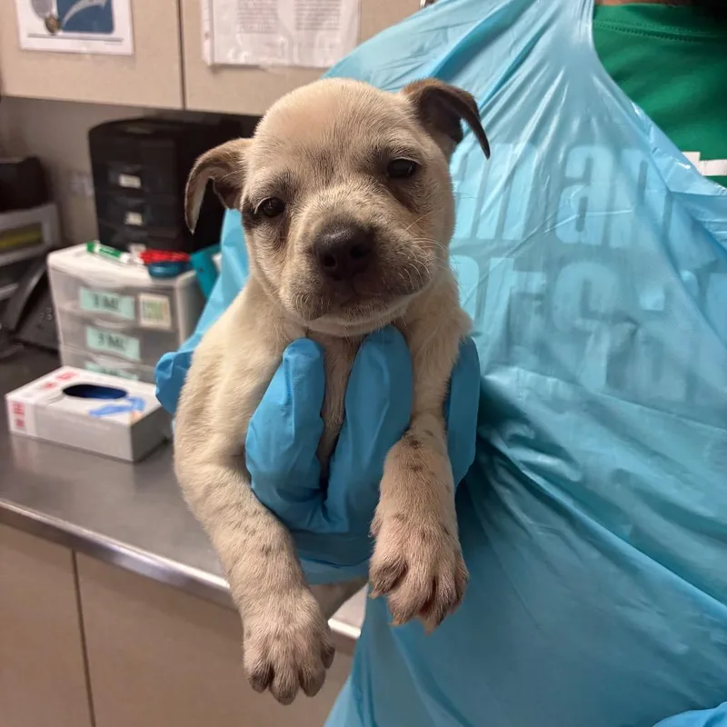 A baby medium-sized female White / Cream Labrador Retriever dog named Selena for adoption in San Antonio, TX