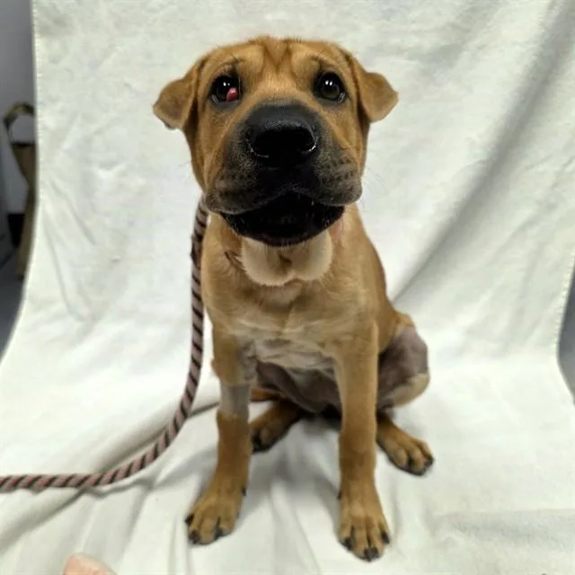 A baby small-sized female Shar-Pei dog named Kimchi for adoption in Long Beach, CA