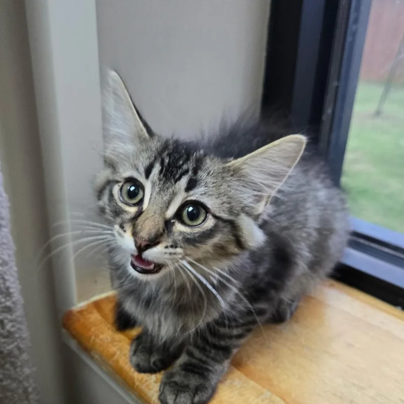A baby medium-sized male Black Domestic Medium Hair cat named Rocky for adoption in Tuttle, OK