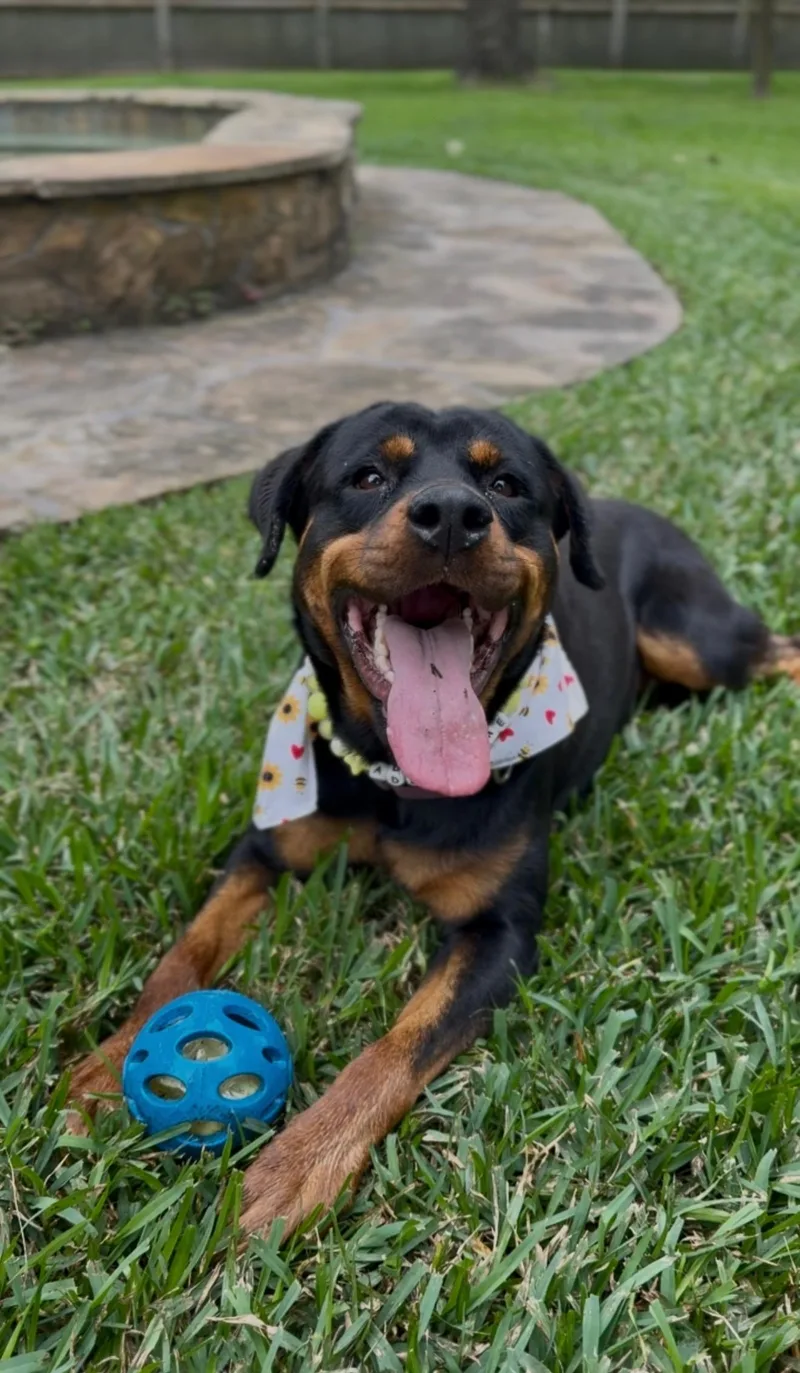 A young large-sized female Black Rottweiler dog named Shasta for adoption in Humble, TX