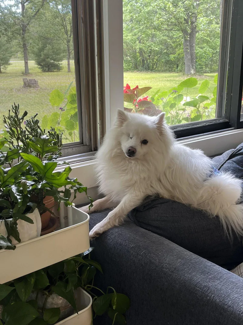 A young medium-sized male American Eskimo Dog dog named Gee of Montague Mi for adoption in Randallstown, MD