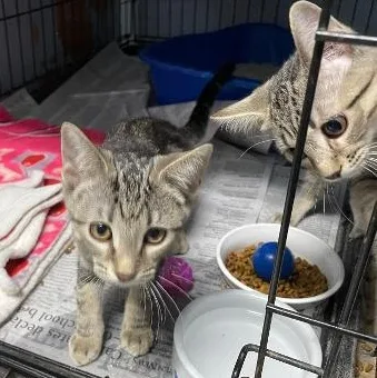 A baby medium-sized female Tabby (Brown / Chocolate) Domestic Short Hair cat named Hannah for adoption in Spencer, IN