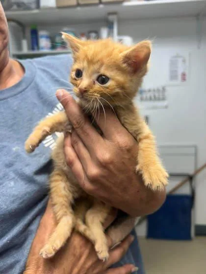 A young medium-sized male Orange / Red Domestic Short Hair cat named Bradford for adoption in Sullivan, IN