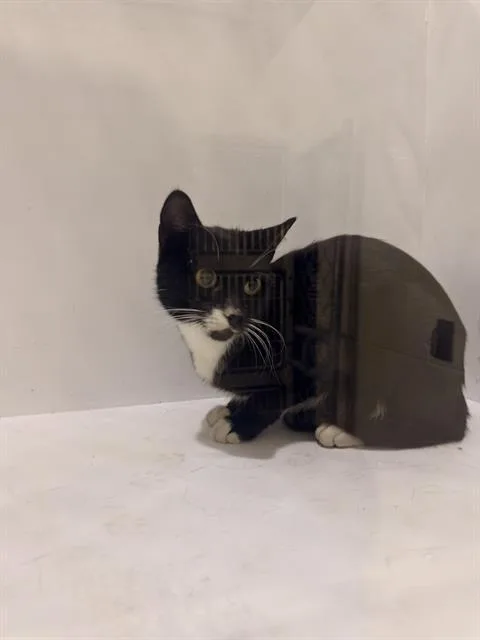 A young medium-sized female Domestic Short Hair cat named April for adoption in Winter Haven, FL