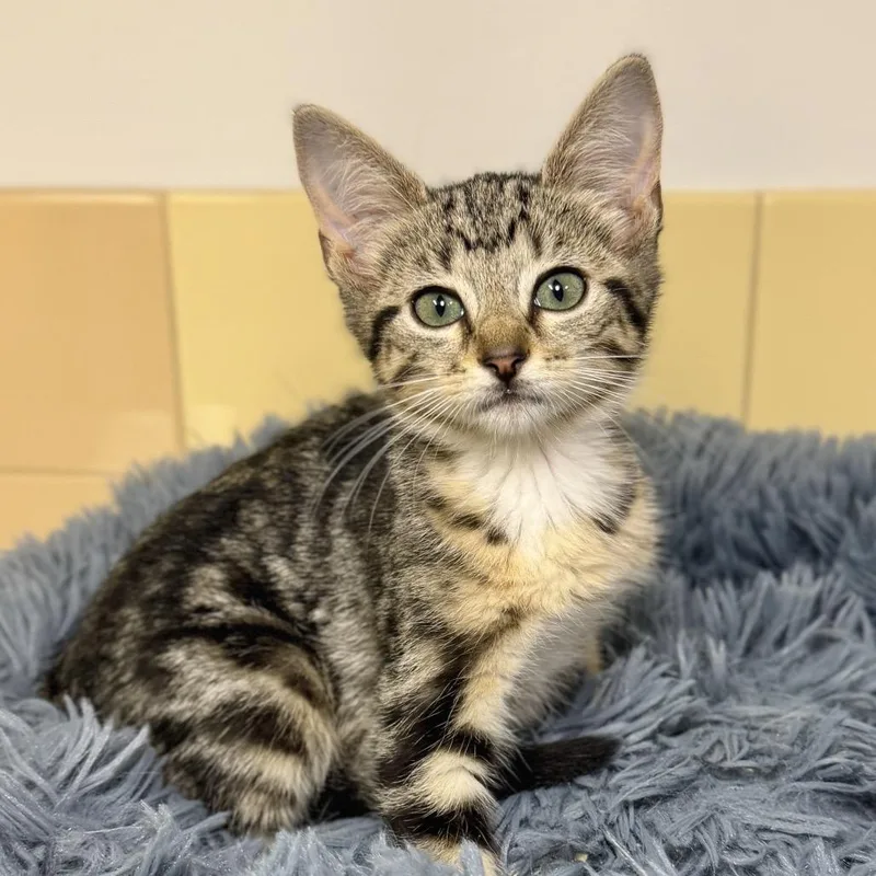 A baby small-sized female Gray / Blue / Silver Domestic Short Hair cat named Karma for adoption in East Hampton, NY