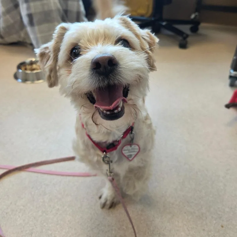An adult small-sized female Yellow / Tan / Blond / Fawn Shih Tzu dog named Mia for adoption in Springfield, MA