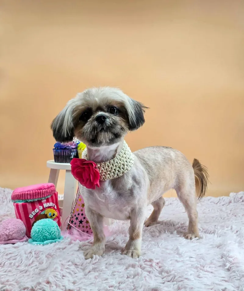 Sprinkles thumbnail 3