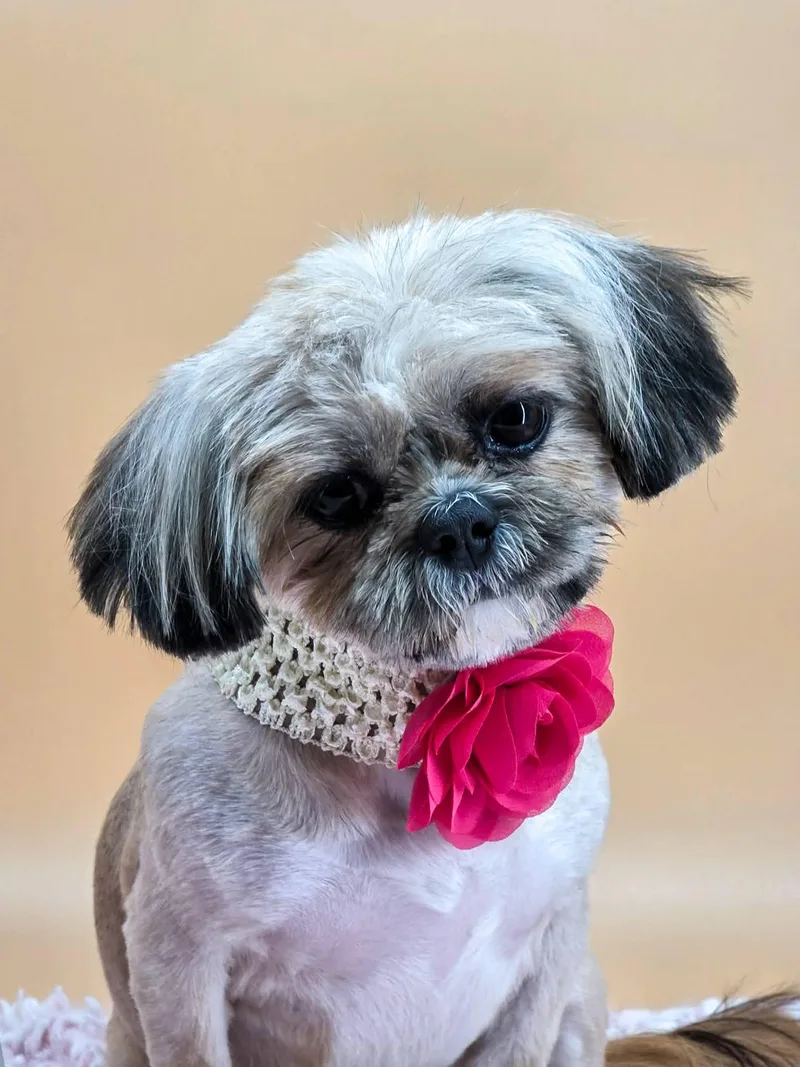 Sprinkles thumbnail 5