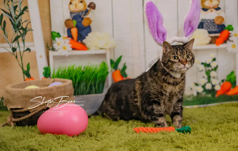 Snickers thumbnail 3