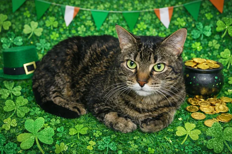 Snickers thumbnail 4