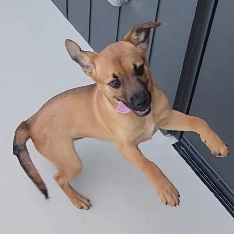 A baby medium-sized male Black Mouth Cur dog named Tanner for adoption in Cumming, GA