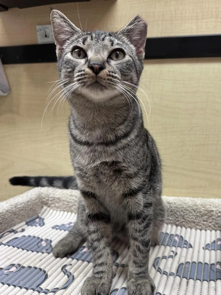 A baby small-sized male Domestic Short Hair cat named Apollo for adoption in Panama City Beach, FL
