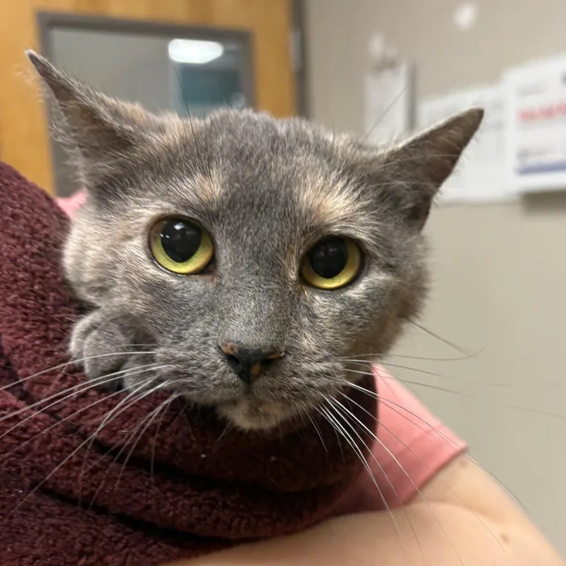 Poppyseed  U thumbnail 2