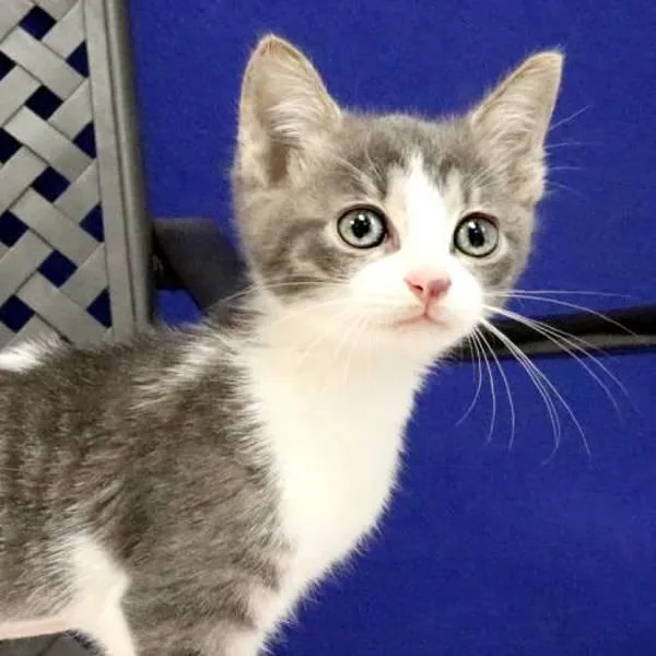 A baby small-sized female Domestic Short Hair cat named Mercury for adoption in Midland, TX