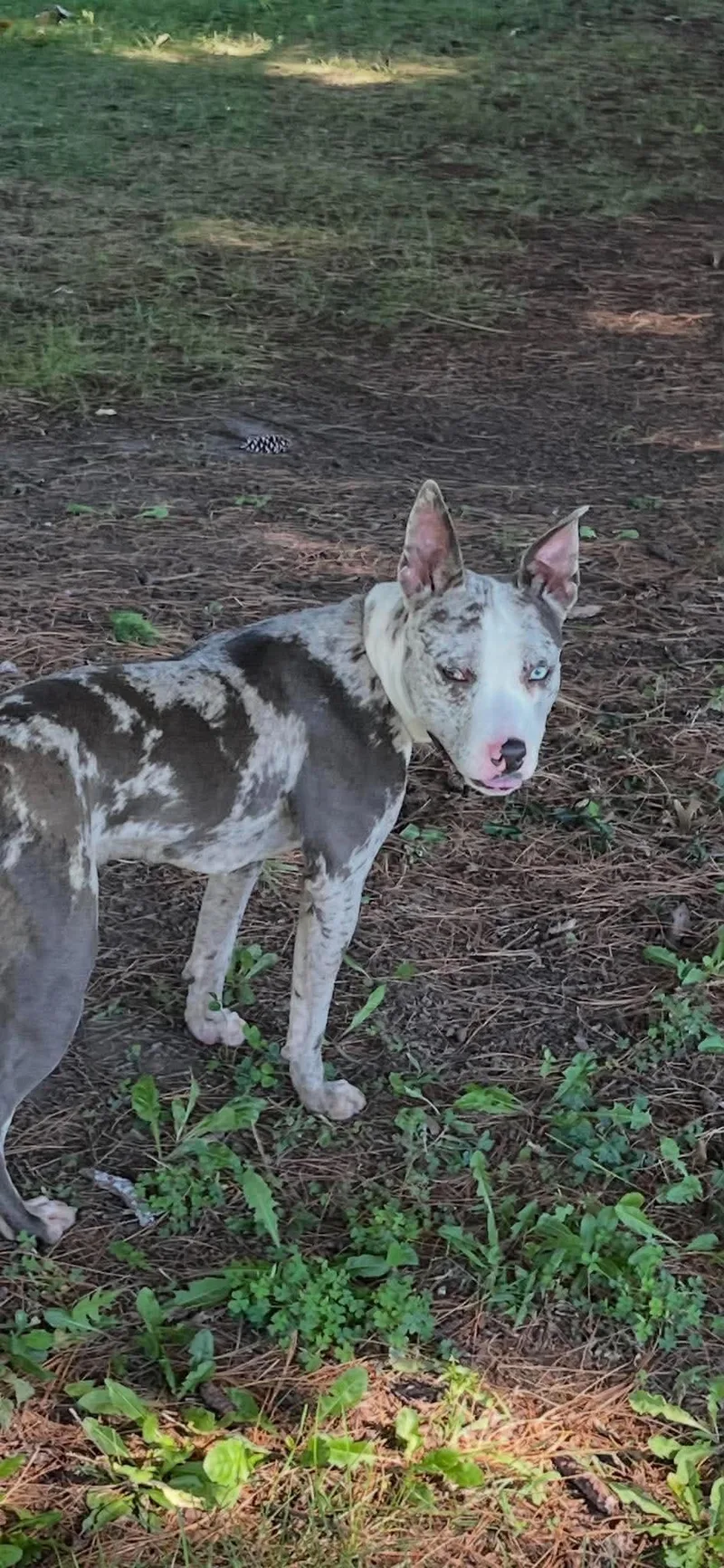An adult medium-sized female Brindle Pit Bull Terrier dog named Fern for adoption in Springfield, IL
