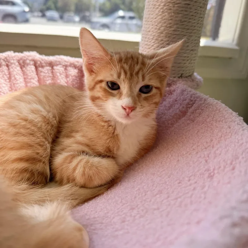 A baby medium-sized male Orange & White Domestic Medium Hair cat named Toffee for adoption in Mount Rainier, MD