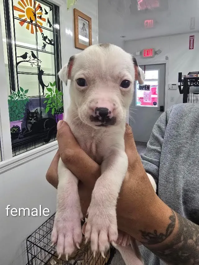 A baby small-sized female Mixed Breed dog named Kaia for adoption in Glenfield, NY