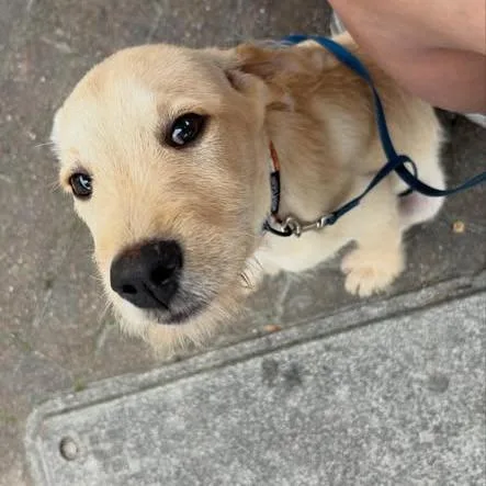Biscuit