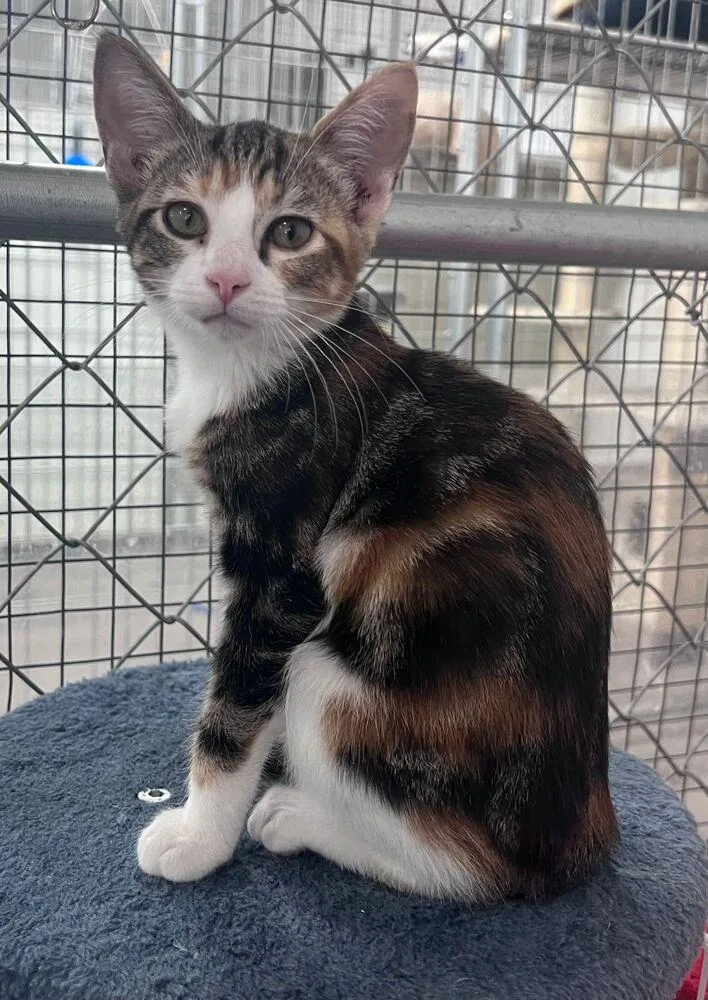 A baby small-sized female Domestic Short Hair cat named Sora for adoption in McPherson, KS