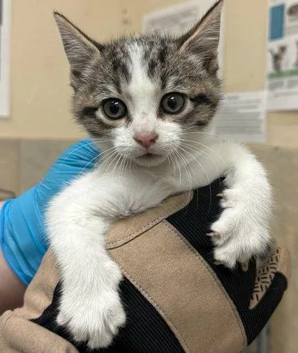 A baby small-sized female Domestic Short Hair cat named Roxy for adoption in Honolulu, HI