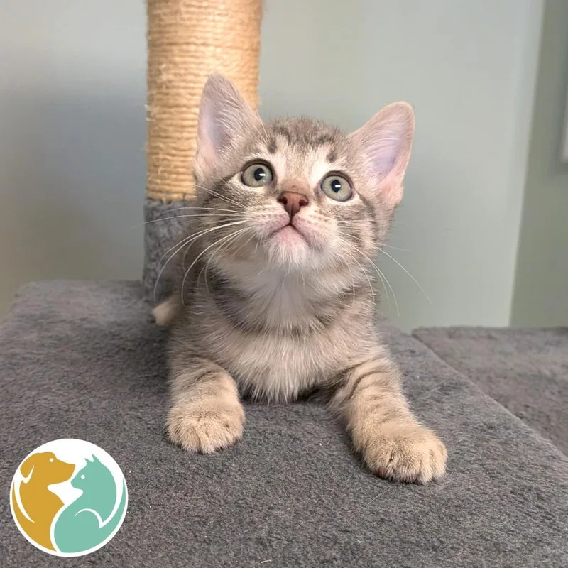 A baby small-sized male Gray / Blue / Silver Domestic Short Hair cat named Plank for adoption in Toledo, OH