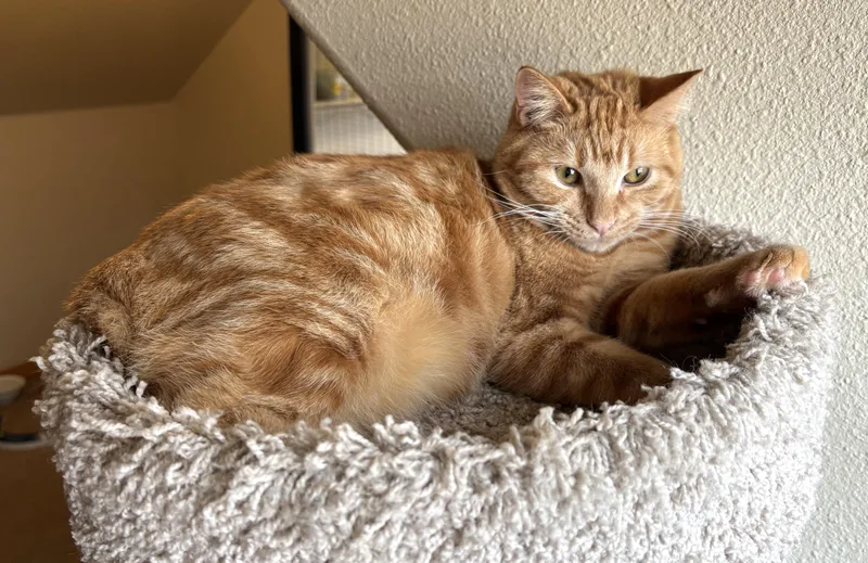 An adult medium-sized male Tabby cat named Ringo for adoption in Bentonville, AR