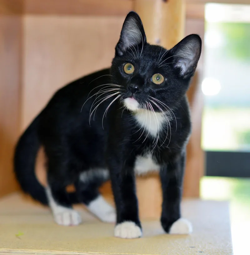 A baby medium-sized male Black & White / Tuxedo Domestic Short Hair cat named Leonard for adoption in San Clemente, CA