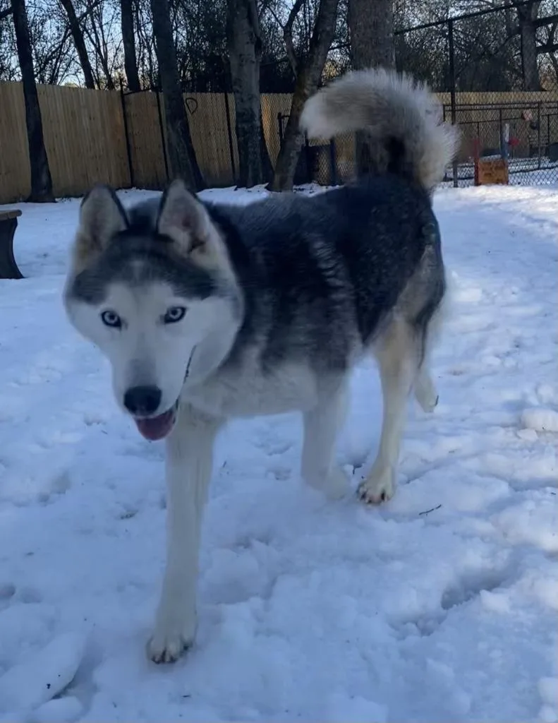 An adult large-sized female Husky dog named Nomi for adoption in Little Rock, AR