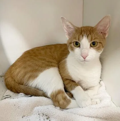 An adult small-sized female Domestic Short Hair cat named Lily Pad for adoption in Wheaton, IL