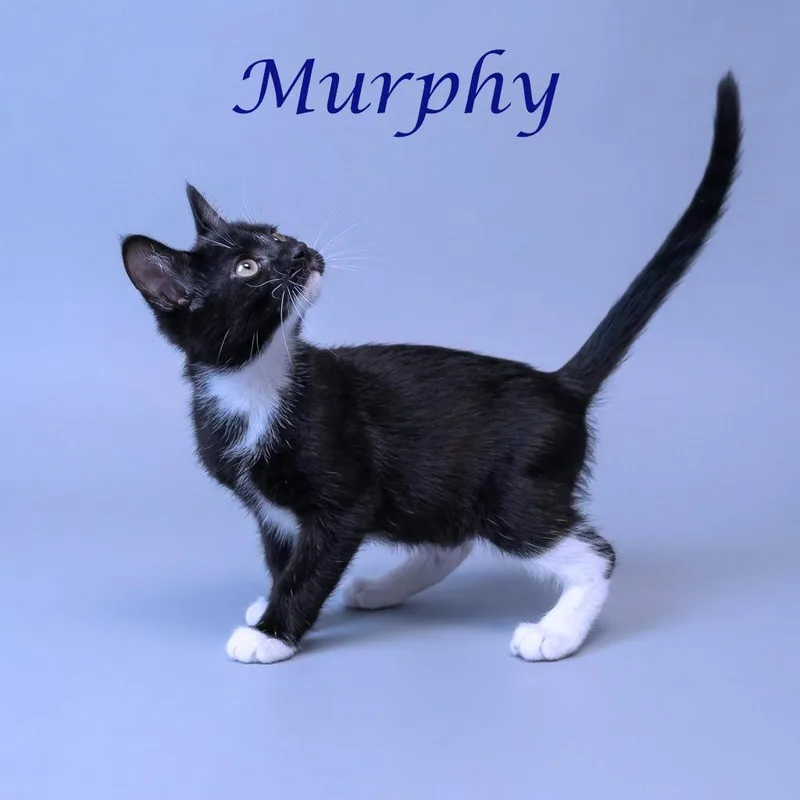 A baby small-sized male Black Domestic Short Hair cat named Murphy C for adoption in Lebanon, TN